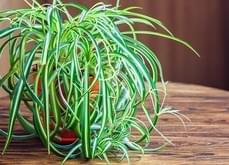 spider-plant